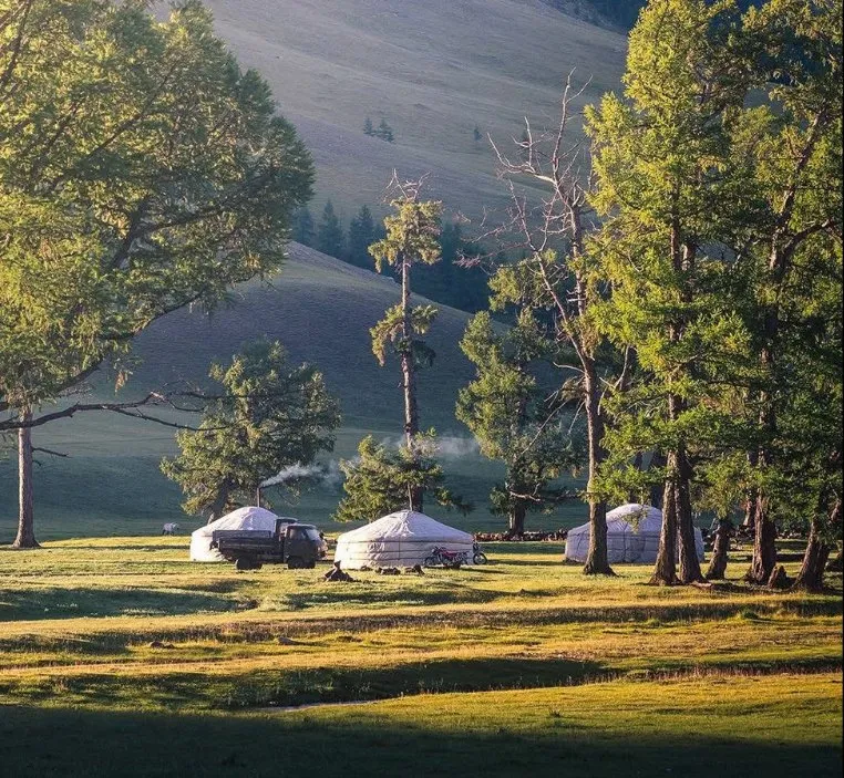 Nomad gers among larch trees on the Mongolian steppe