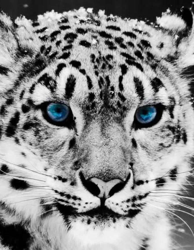 Snow leopard portrait